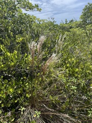 Andropogon bicornis