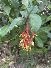 Palicourea croceoides