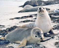 Neophoca cinerea