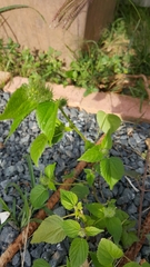 Acalypha alopecuroidea