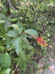 Palicourea croceoides