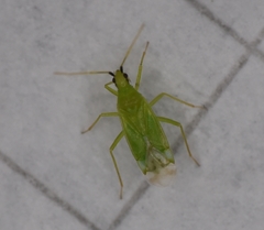 Macrolophus pygmaeus