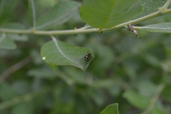 Cryptocephalus decemmaculatus