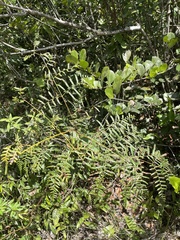 Pteridium caudatum
