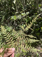 Pteridium caudatum