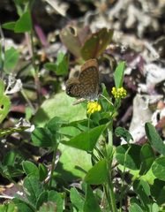 Brephidium pseudofea