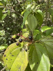 Miconia thomasiana