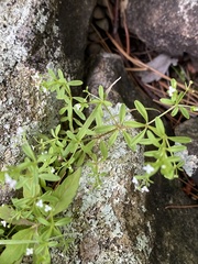 Galium trifidum trifidum