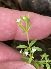 Galium trifidum trifidum