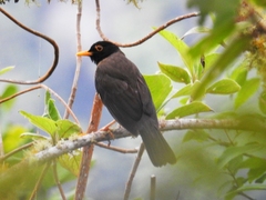 Turdus olivater