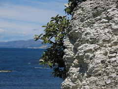Pachystegia insignis