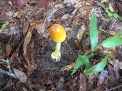 Amanita arkansana