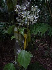 Begonia glabra