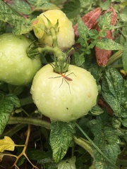 Zelus longipes
