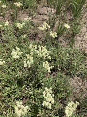 Eriogonum flavum