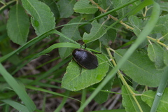 Dytiscus semisulcatus