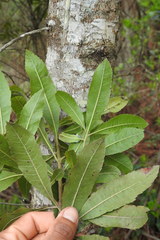 Morella lindeniana