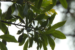 Morella lindeniana