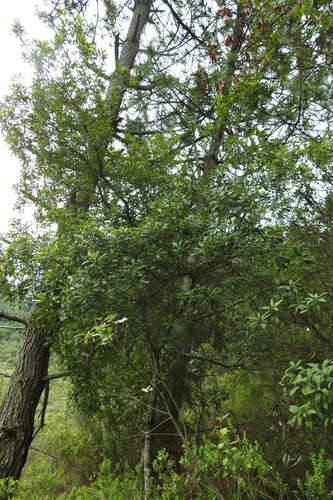 Morella lindeniana