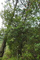 Morella lindeniana