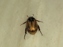 Rutelinae