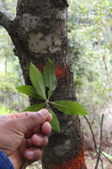 Morella lindeniana