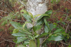 Morella lindeniana