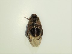 Rutelinae