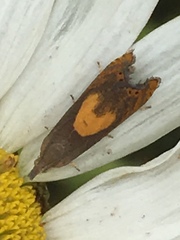 Dichrorampha alpinana