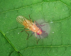 Psila