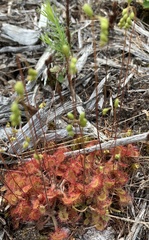 Drosera rotundifolia image