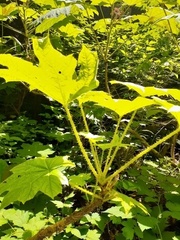 Oplopanax