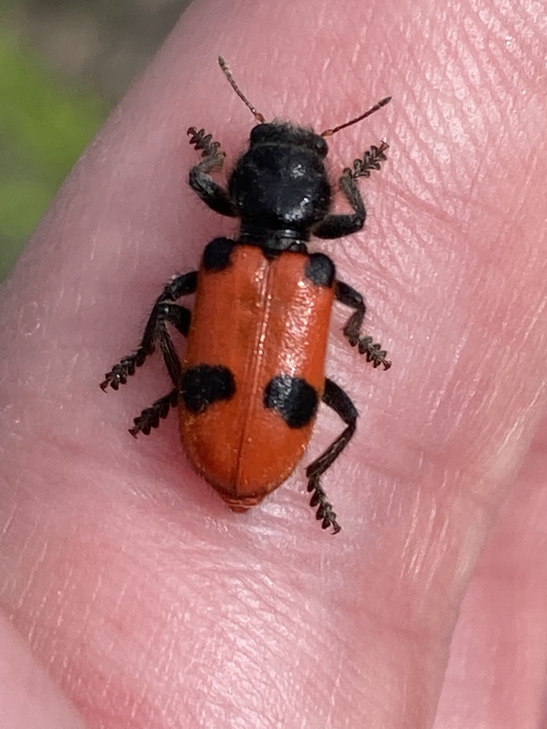 Handsome Yucca Beetle