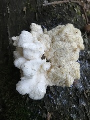 Hericium cirrhatum