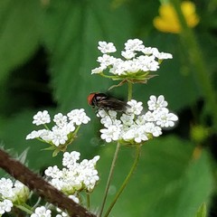 Chrysogaster solstitialis