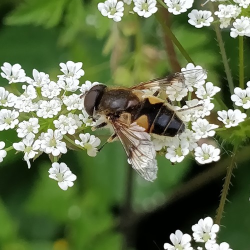Stripe-winged Drone Fly, 6294 Vijlen, Nederland, photo 9 of 10