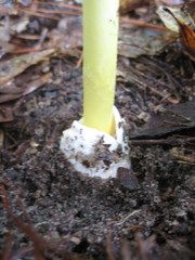 Amanita arkansana