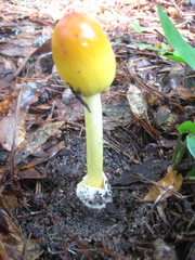 Amanita arkansana