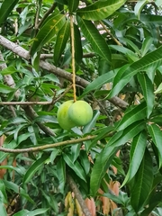 Mangifera indica image