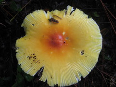 Amanita arkansana
