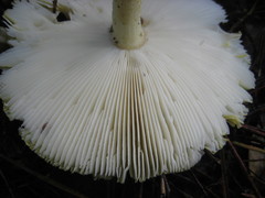 Amanita arkansana