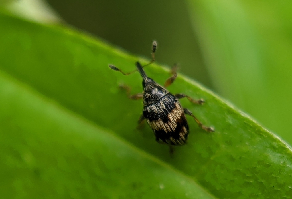 Nanophyes marmoratus marmoratus