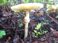 Amanita arkansana