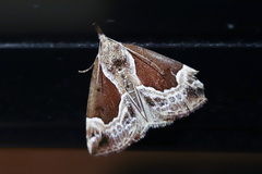 Hypena crassalis