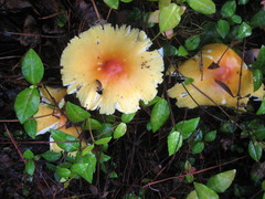 Amanita arkansana