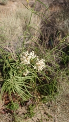 Asclepias fascicularis