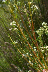 Phylica rubra