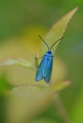 Jordanita globulariae