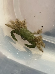 Mithraculus sculptus