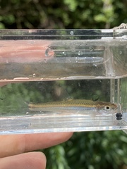 Notropis telescopus